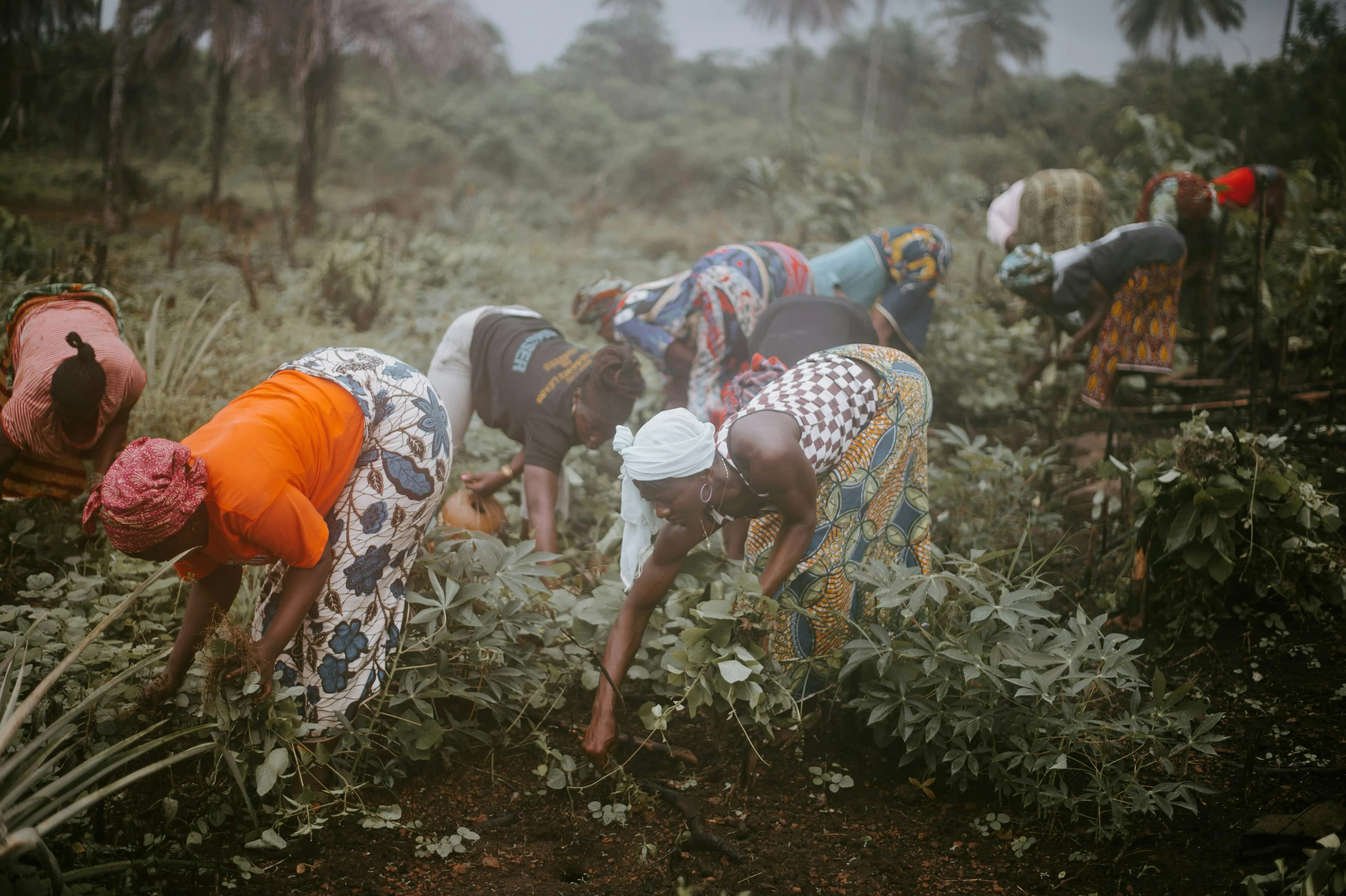 Impact Financing for Local Farmer Lending - East Africa